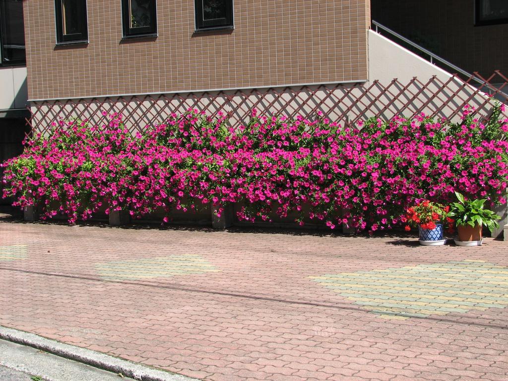 Hakuba Glad Inn Ebisuya Exterior foto